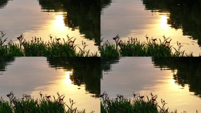 同里古镇 水乡 航拍 夏天 船 晴天