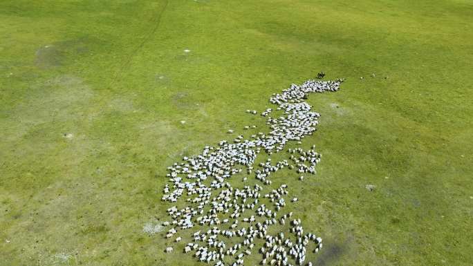 新疆天山巴音布鲁克草原的羊群