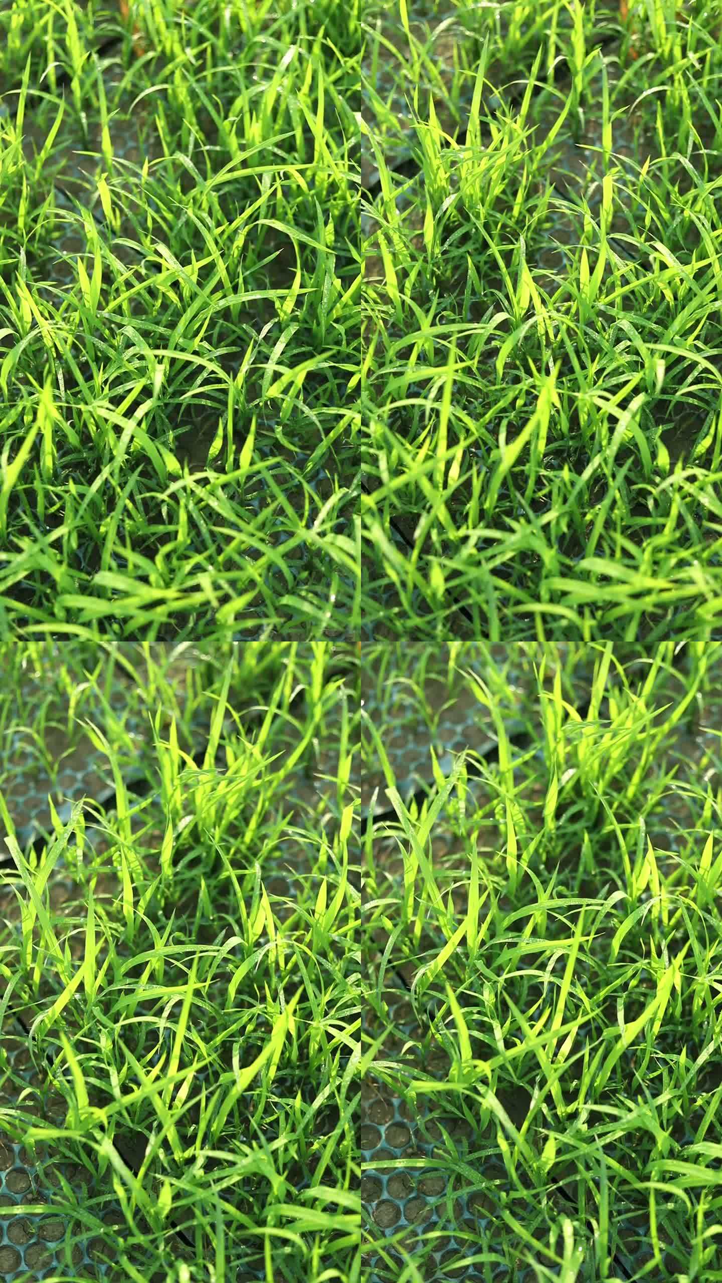绿色的水稻秧苗