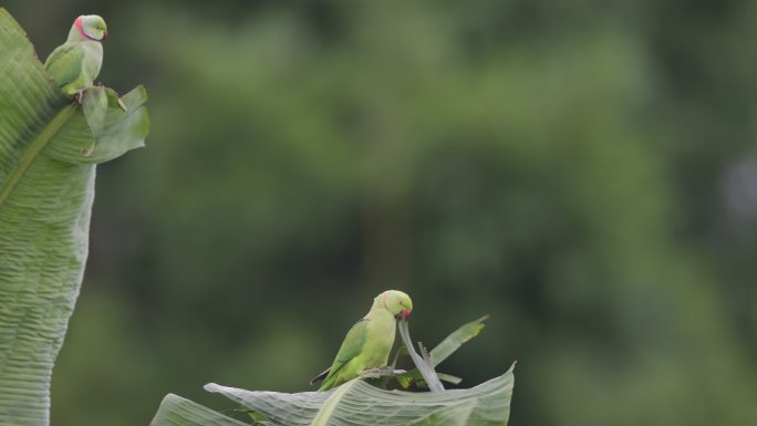 野生红领绿鹦鹉撕吃芭蕉叶