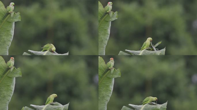 野生红领绿鹦鹉撕吃芭蕉叶