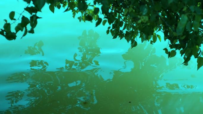 江河湖边，水上树枝倒影