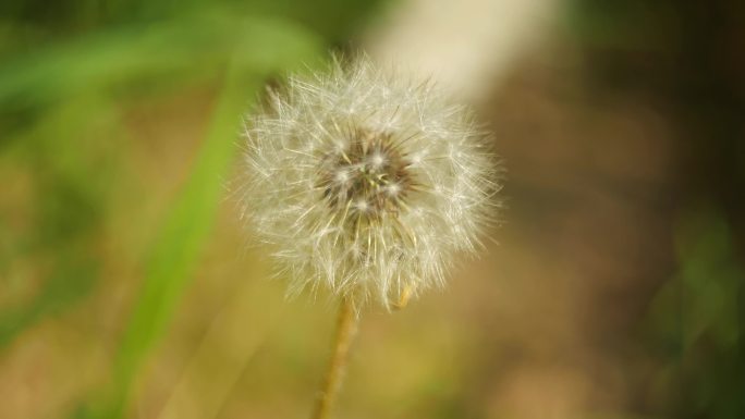 野生中药材