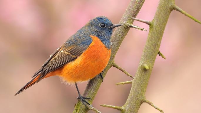 野外实拍蓝额红尾鸲叫声