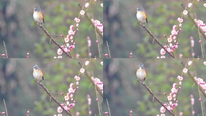 梅花树上的漂亮小鸟，红胁蓝尾鸲公鸟