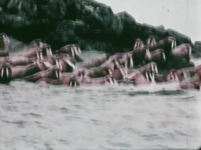 海象 海象群 60年代 70年代