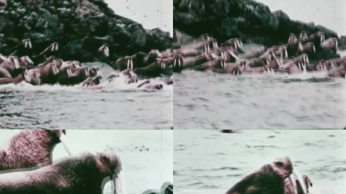 海象 海象群 60年代 70年代