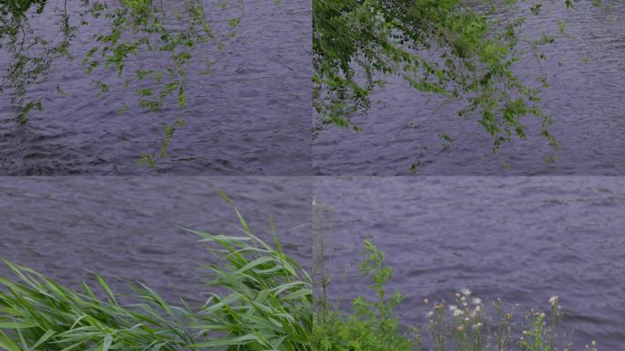 钓鱼者芦苇柳枝及京杭大运河