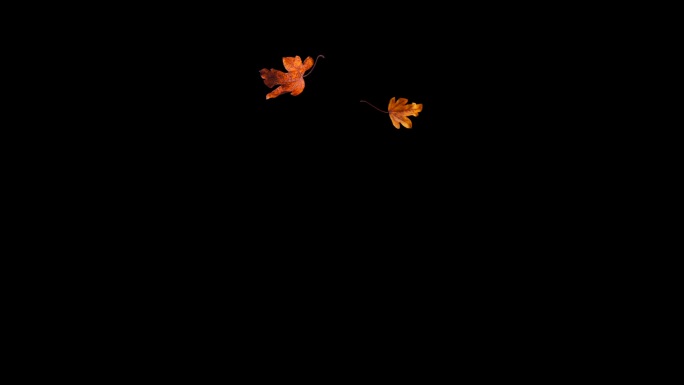 落叶 枫叶转场 滤色 黑背景
