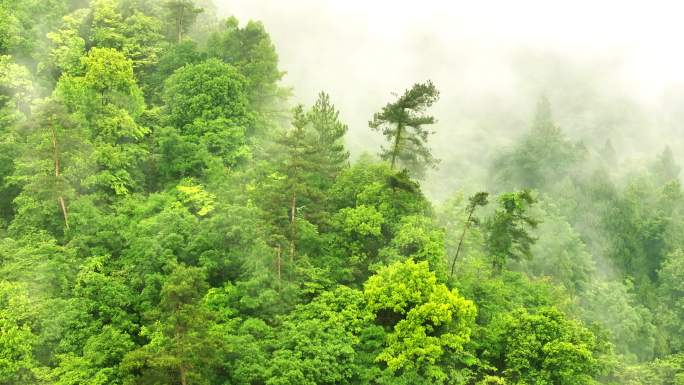 航拍云雾缭绕的森林