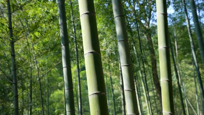 稳定器拍摄 竹子 竹林深处