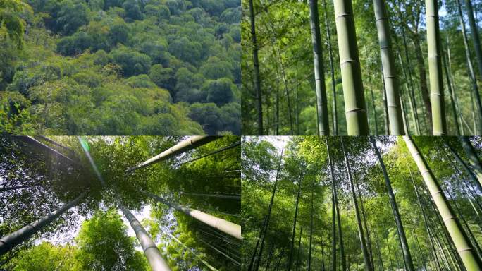 稳定器拍摄 竹子 竹林深处
