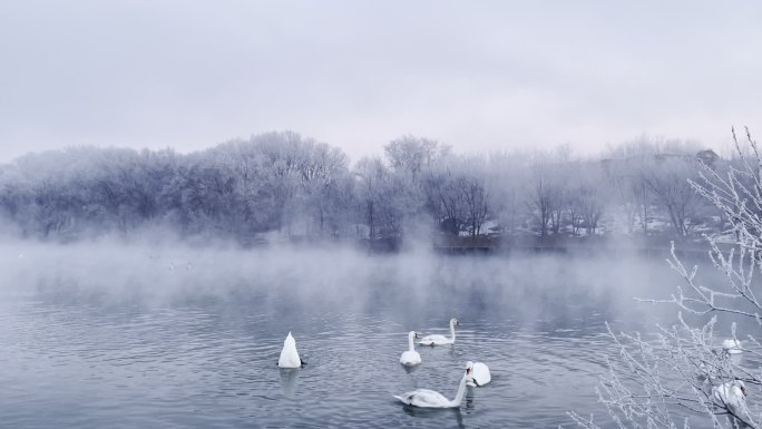 新疆伊犁雾蒙蒙冬季雪景优雅白天鹅绝美风光