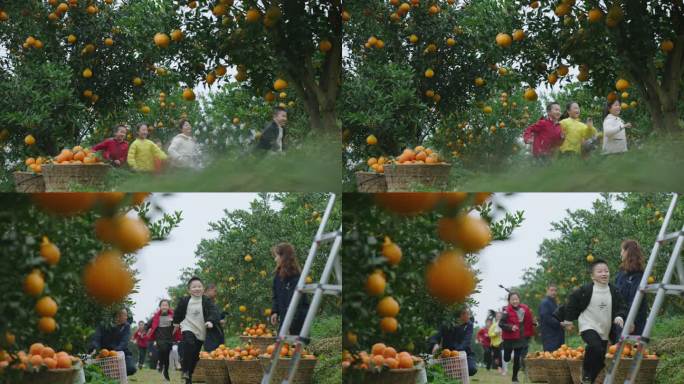 丰收 橙黄橘绿 柑橘园 小孩奔跑 希望