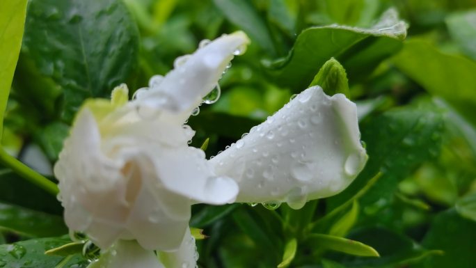 雨露花朵   娇嫩欲滴