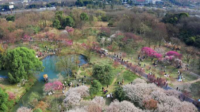 西溪湿地公园梅花航拍