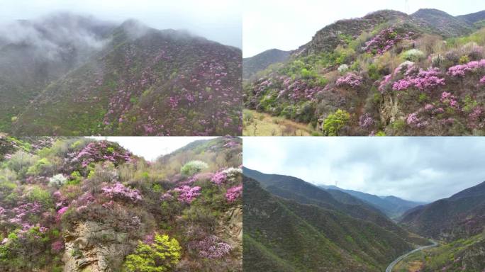 长峪口水库山花烂漫