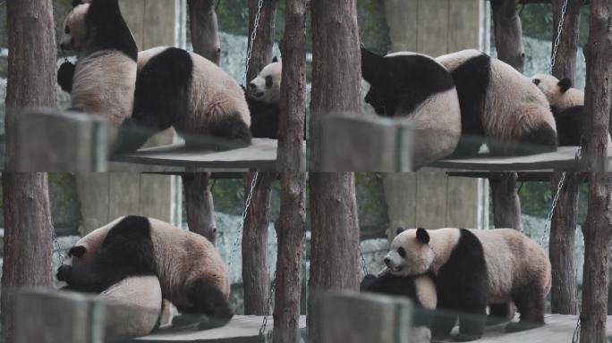 熊猫玩耍