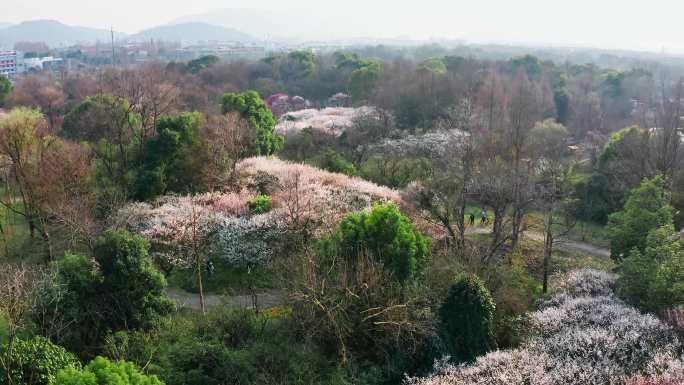 西溪湿地公园梅花航拍