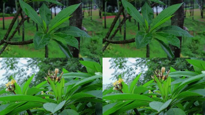 雨中鸡蛋花