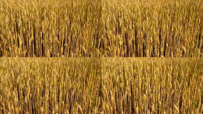 小麦麦田丰收农业粮食粮仓麦子麦粒播种种子