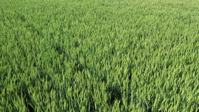 小麦 麦穗 青小麦 小麦灌浆期 粮食航拍