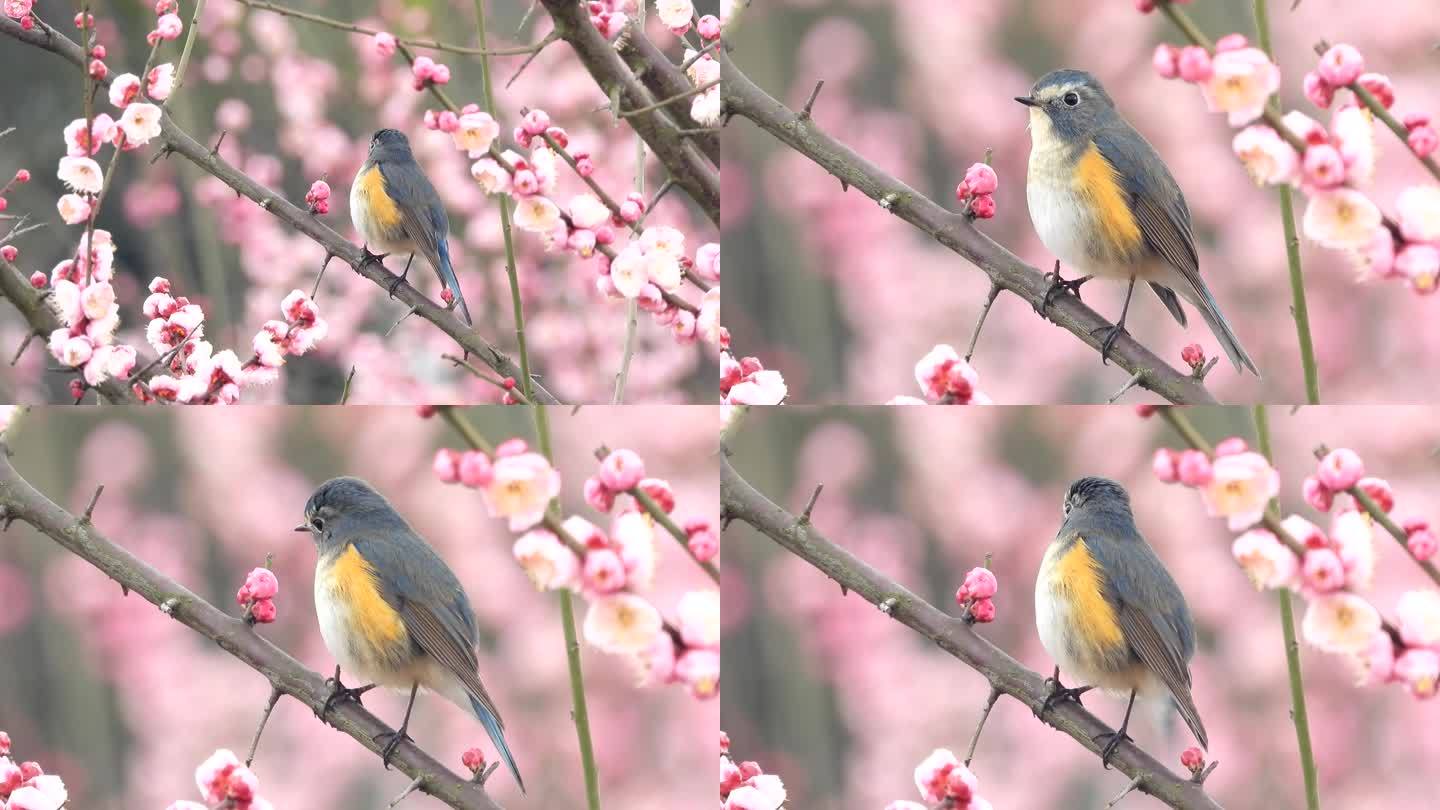 梅花丛中的漂亮小鸟，红胁蓝尾鸲公鸟