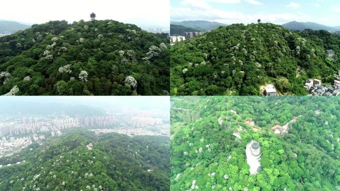 龙岩市天马山桐花开