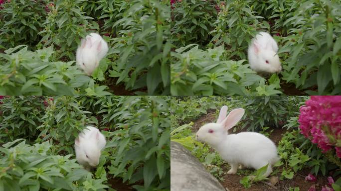 实拍兔子吃草
