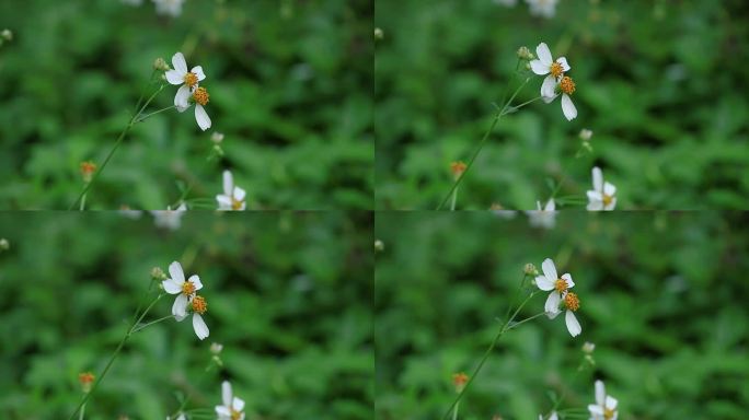 蜜蜂采蜜，鬼针草