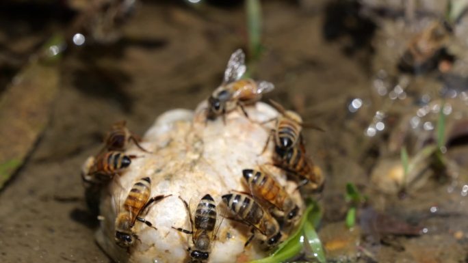蜜蜂喝水升格