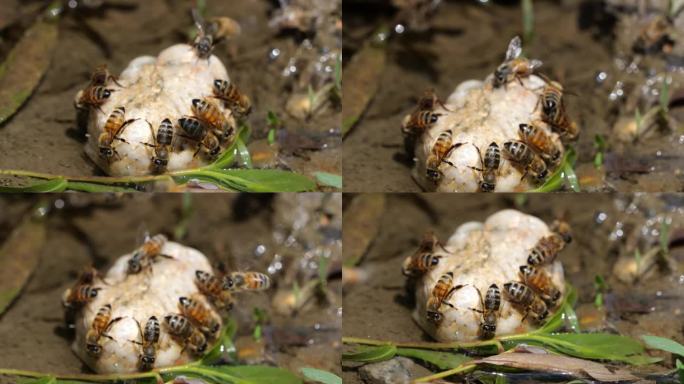 蜜蜂喝水升格