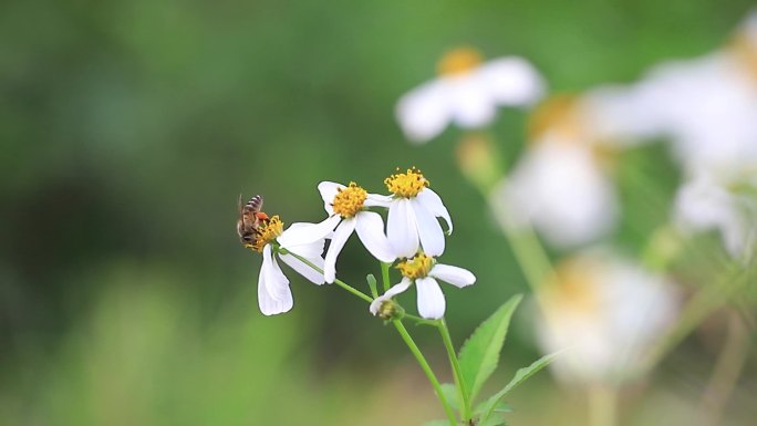 蜜蜂采蜜，鬼针草