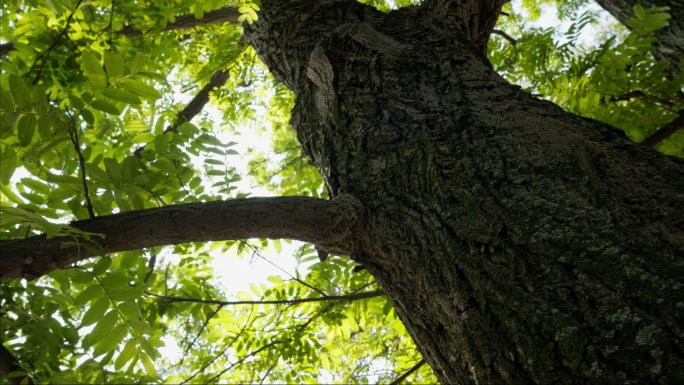 春天植物树叶木森林碧绿鸡爪槭