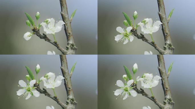 实拍蜂糖李花开全过程