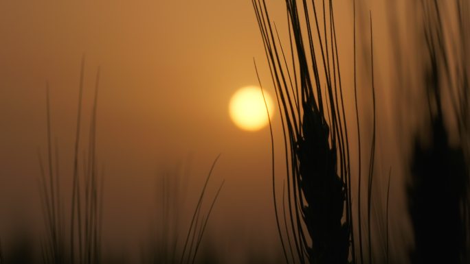 傍晚黄昏夕阳下的小麦田农村