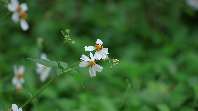 蜜蜂采蜜，鬼针草