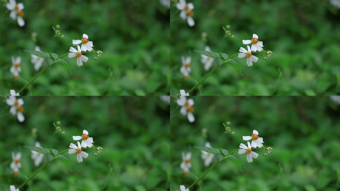 蜜蜂采蜜，鬼针草