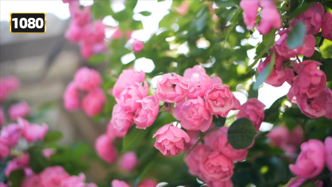 春天蔷薇花开唯美蔷薇盛开玫瑰月季浪漫