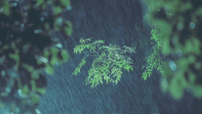 灯光照亮夜晚雨中的树叶