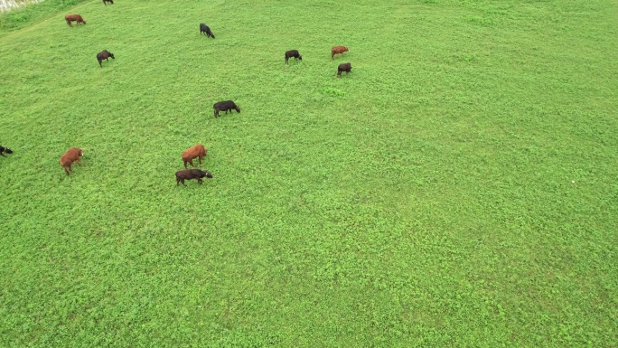 牛群牛吃草