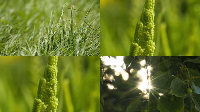 春夏天植物树叶逆光星芒草丛随风