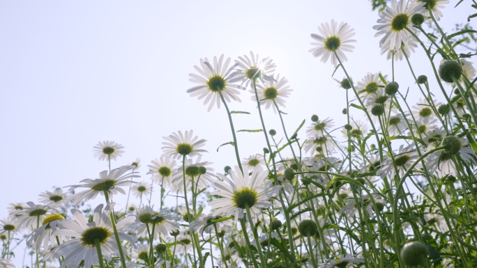 小清新鲜花阳光和大滨菊