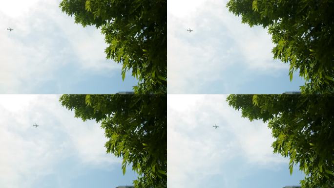 从树梢看向天空中的飞机