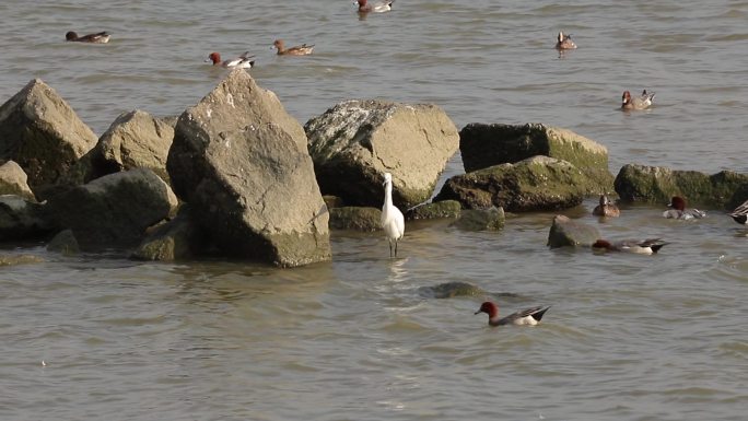 在深圳湾嬉戏的赤颈鸭