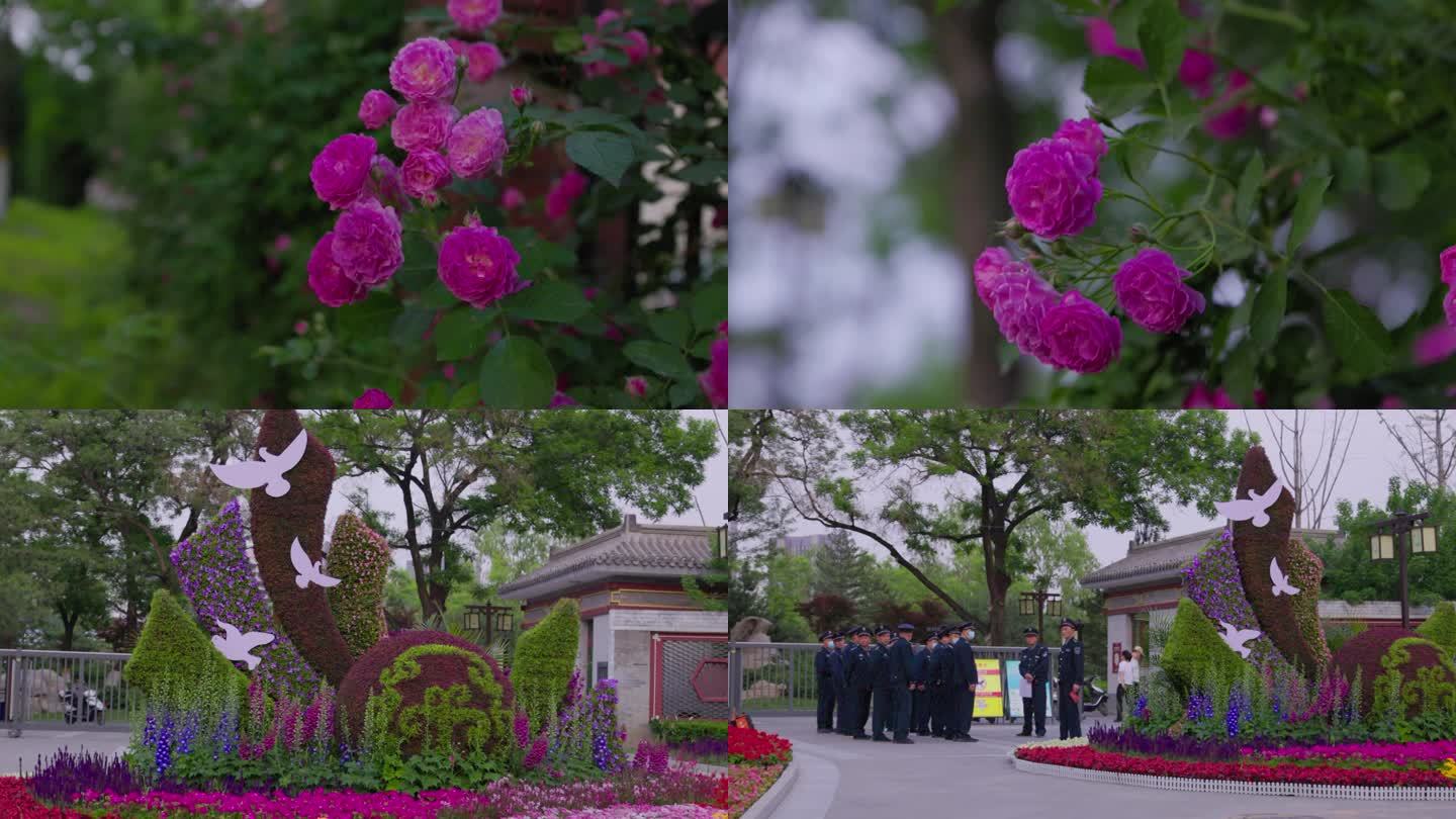 西海子公园蔷薇花和保安人员