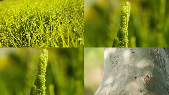 春夏天植物草丛树木碧绿油油