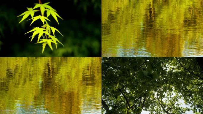 春天夏天植物树木森林绿油油