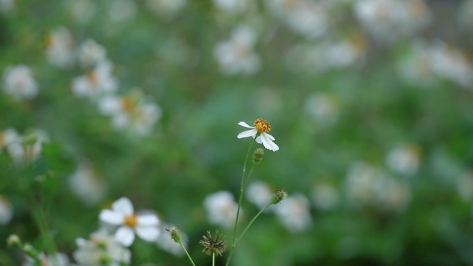 蜜蜂采蜜，鬼针草