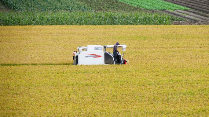 乡村农民丰收割机械水稻粮食庄稼